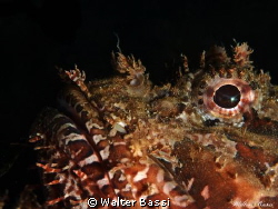 I see you by Walter Bassi 